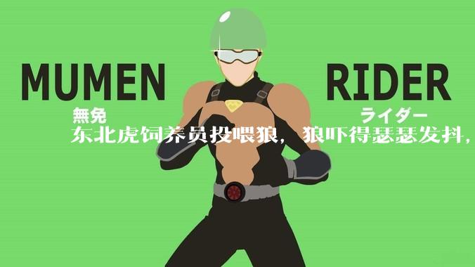 东北虎饲养员投喂狼，狼吓得瑟瑟发抖，真的是「血脉压制」吗？可能是哪些原因造成的？